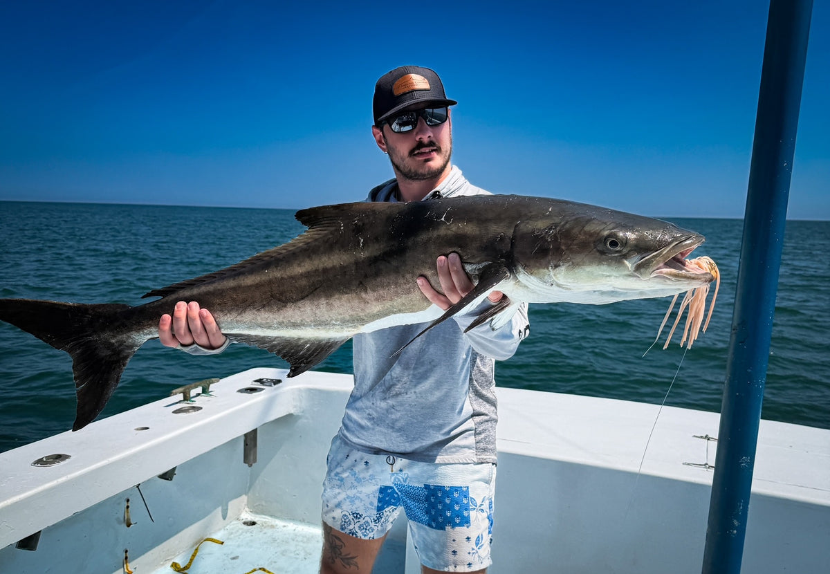 Virginia Beach Cobia on the Cobia Kraken Jig